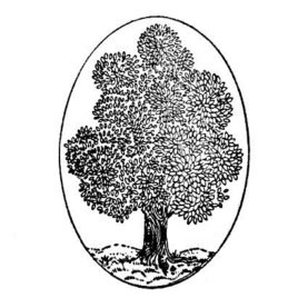 Baum 03