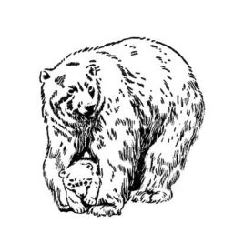 Eisbär mit Jungem