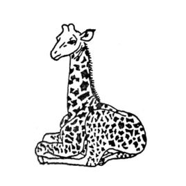Giraffe 01 gross