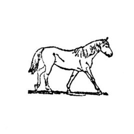 Pferd 04 2×3