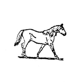 Pferd 06 2×3