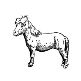 Pony 01